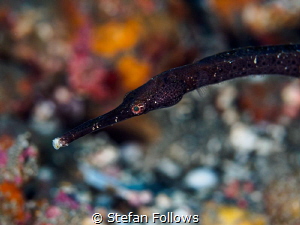 Super Sucker ... !

Slender Pipefish - Trachyrhamphus l... by Stefan Follows 